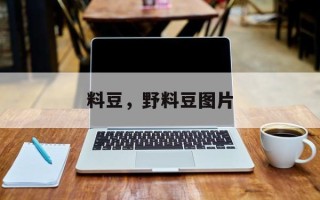 料豆，野料豆图片