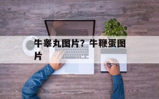 牛睾丸图片？牛鞭蛋图片