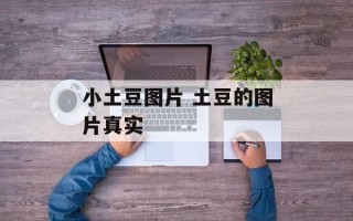 小土豆图片 土豆的图片真实