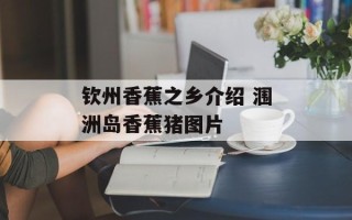 钦州香蕉之乡介绍 涠洲岛香蕉猪图片