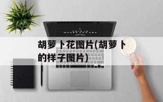 胡萝卜花图片(胡萝卜的样子图片)