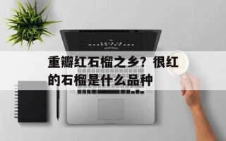 重瓣红石榴之乡？很红的石榴是什么品种