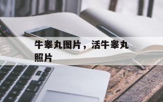 牛睾丸图片，活牛睾丸照片
