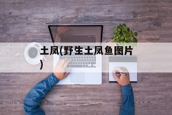 土凤(野生土凤鱼图片)-第1张图片-