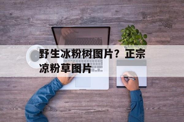 野生冰粉树图片？正宗凉粉草图片-第1张图片-