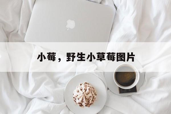 小莓，野生小草莓图片-第1张图片-
