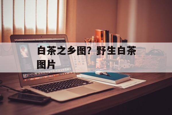 白茶之乡图？野生白茶图片-第1张图片-